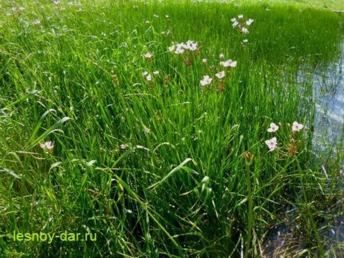 Сусак зонтичный: очарование водных просторов и его уникальные особенности