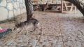 В Большереченском зоопарке маленькая мара завела необычную дружбу