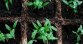 Секреты стратификации семян: как гарантировать успешное прорастание