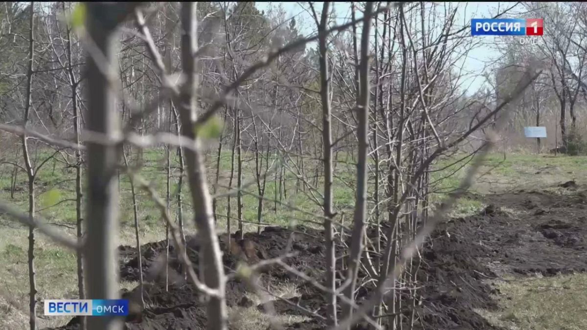 Для озеленения омских улиц приобретут около 2000 саженцев кустарников