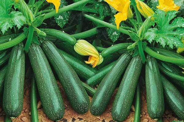 Кабачок Осьминог: новый фаворит огородников и кулинаров
