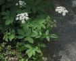 Огород под угрозой: растения-агрессоры, которые могут разрушить ваш урожай