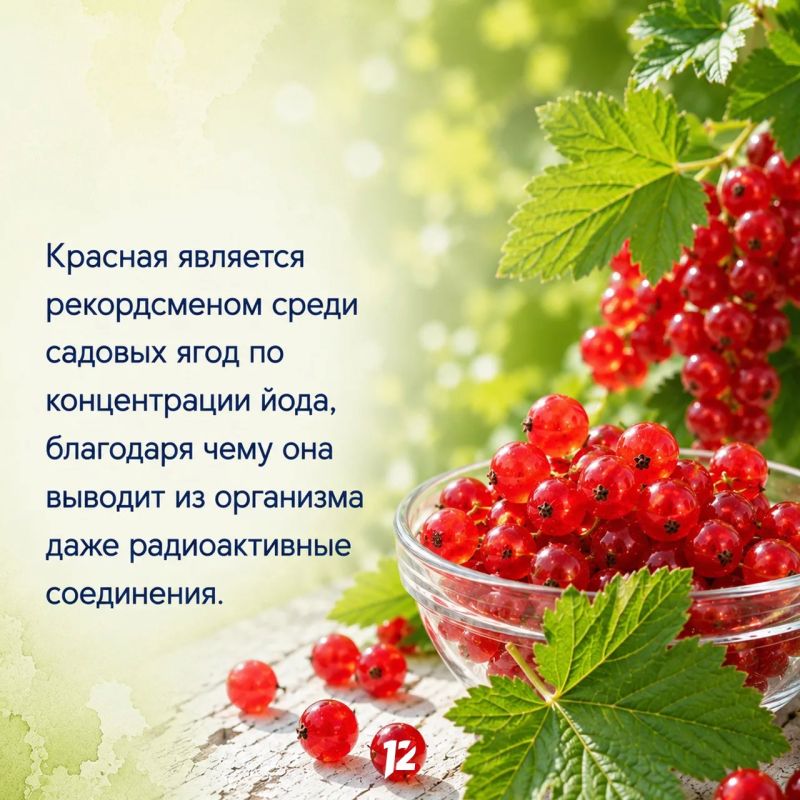 Сегодня вкусный праздник — День смородины Сегодня вкусный праздник — День смородины