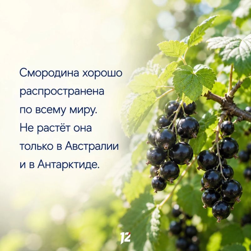Сегодня вкусный праздник — День смородины Сегодня вкусный праздник — День смородины