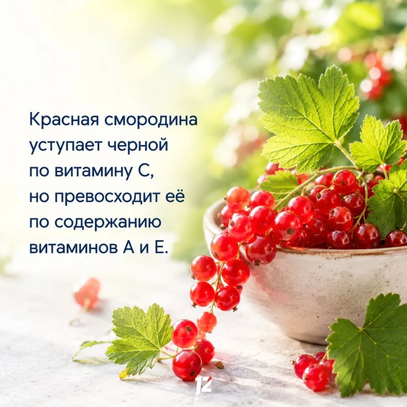 Сегодня вкусный праздник — День смородины Сегодня вкусный праздник — День смородины