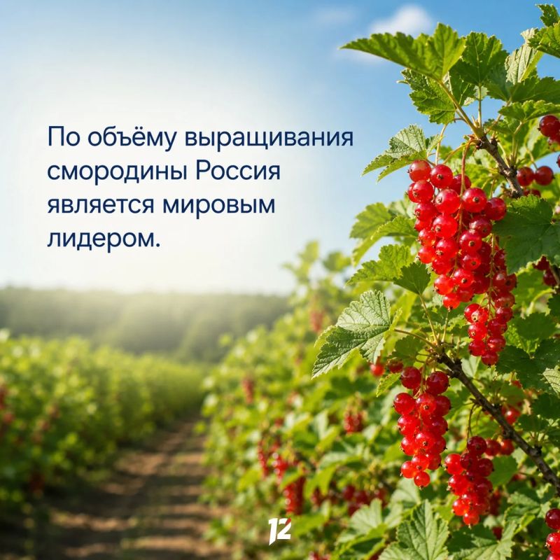 Сегодня вкусный праздник — День смородины Сегодня вкусный праздник — День смородины