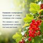 Сегодня вкусный праздник — День смородины