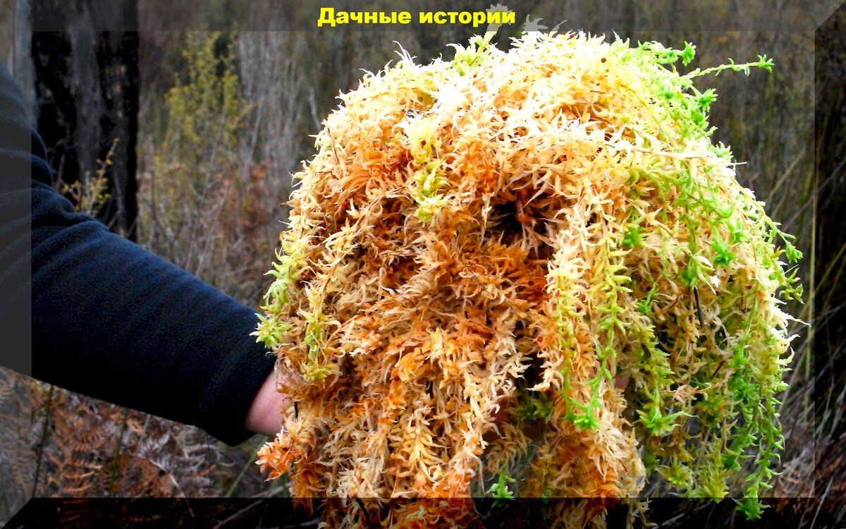 Полезные лесные дары: как шишки и мох могут преобразить ваш сад