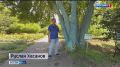 В Омске есть уникальный вид клена с неагрессивным характером