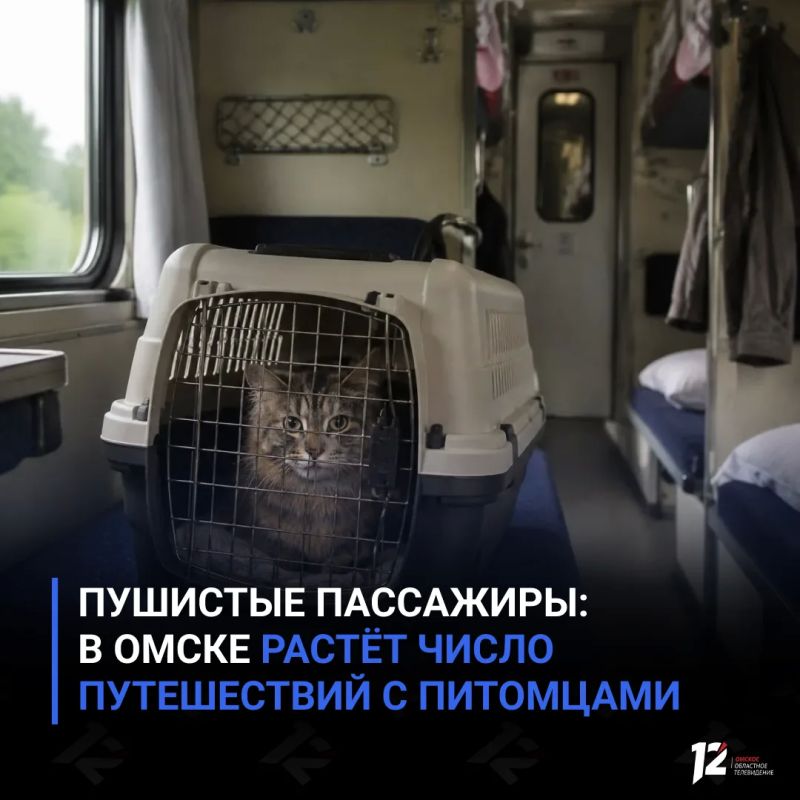 Пушистые пассажиры: в Омске растёт число путешествий с питомцами