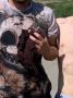 В Омске спасли котенка из глубокой шахты
