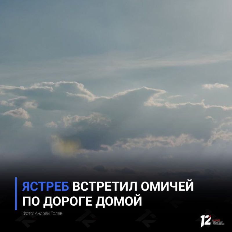 Ястреб встретил омичей по дороге домой