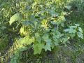 Эффективная защита смородины в период цветения: как избежать вредителей без ущерба для пчёл