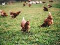 Гибкая черепица на крыше: практичный подход к строительству курятника