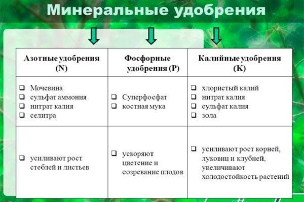 Как правильно удобрять яблони: секреты здорового урожая