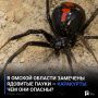 В Омской области замечены ядовитые пауки — каракурты