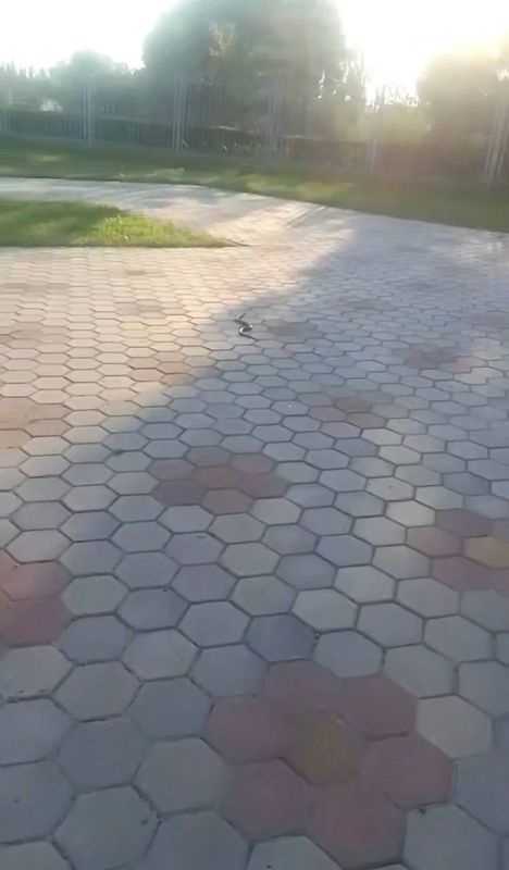 В омском парке «Птичья гавань» заметили крупную змею