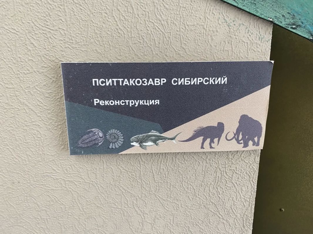 В Краеведческом музее появился новый обитатель - пситтакозавр сибирский В Краеведческом музее появился новый обитатель - пситтакозавр сибирский