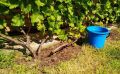 Как не убить виноград водой: 3 простых приёма от Николая Курдюмова