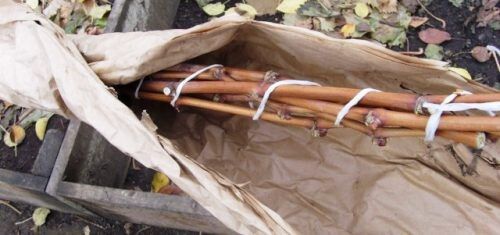 Как подготовить виноград к весне: советы для ухода после зимы