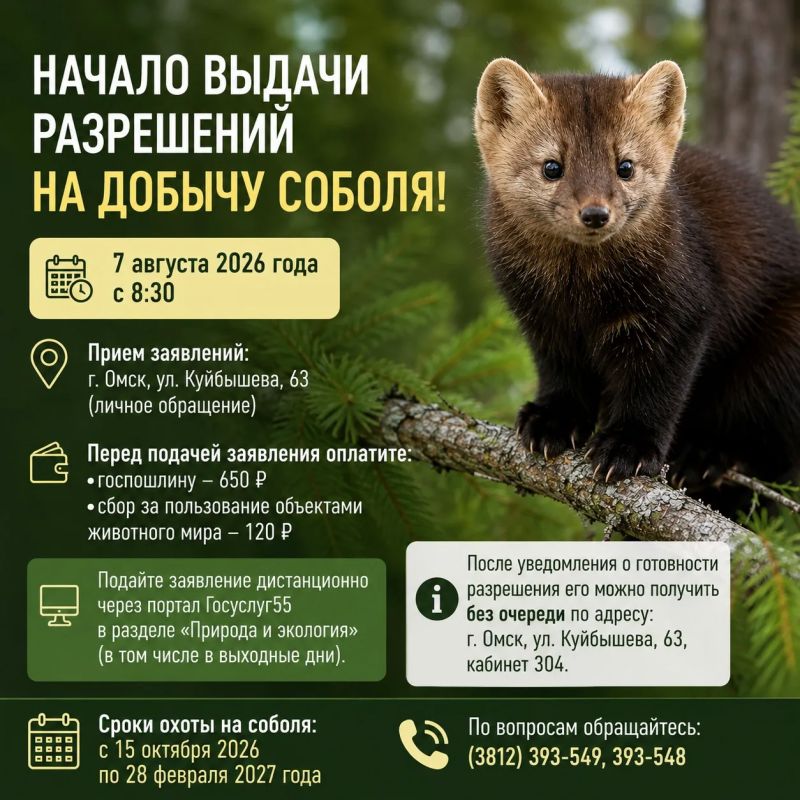 С 7 августа начинается выдача разрешений на добычу соболя!