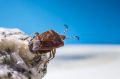 Ваш дом кишит убийцами! Эксперт Гайвас предупредил о насекомых в еде и кровати