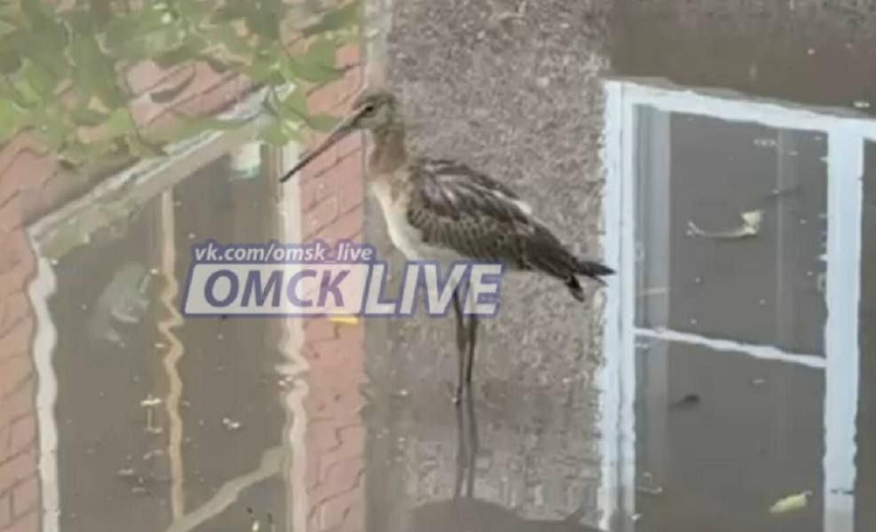 В омском дворе на Коммунальной поселился дикий кулик: Минприроды просит его не трогать