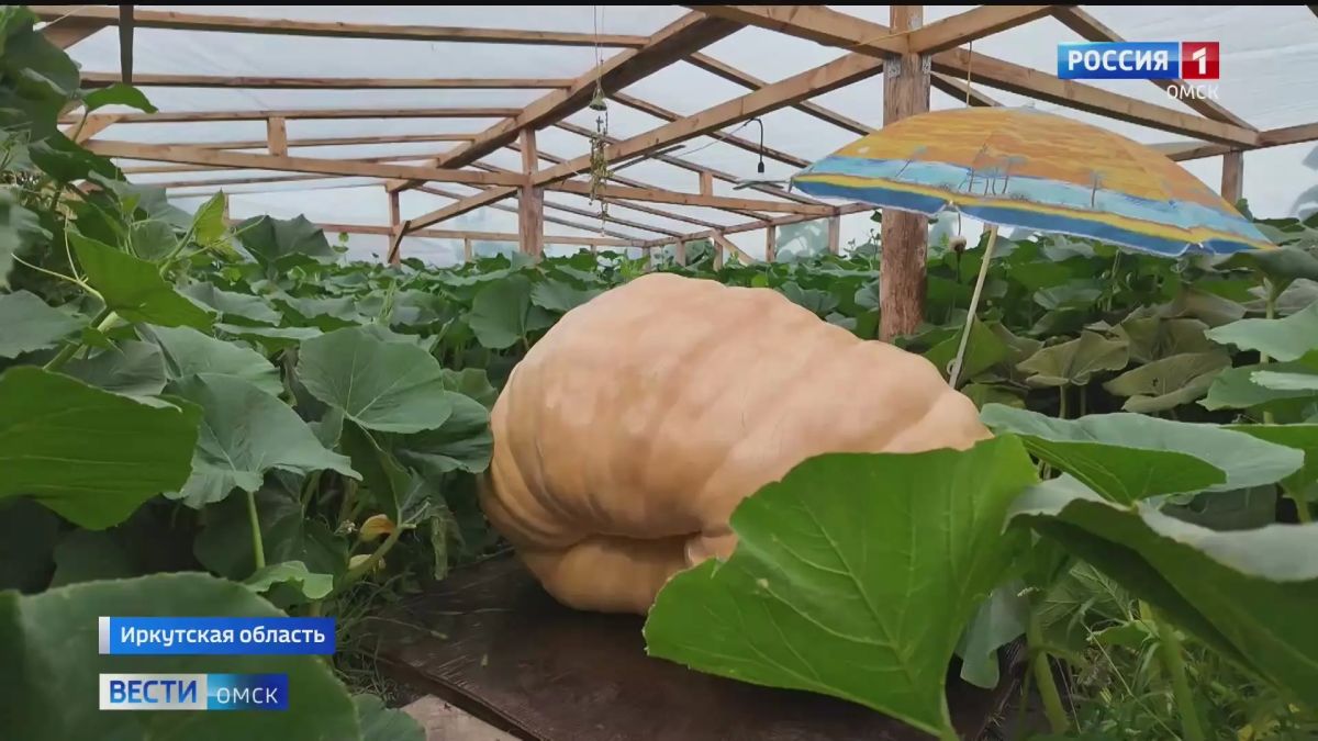12-летний школьник из Иркутска вырастил гигантскую тыкву весом 730 килограммов