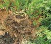 Фузариоз: Анализ угрозы для растительности и способы борьбы