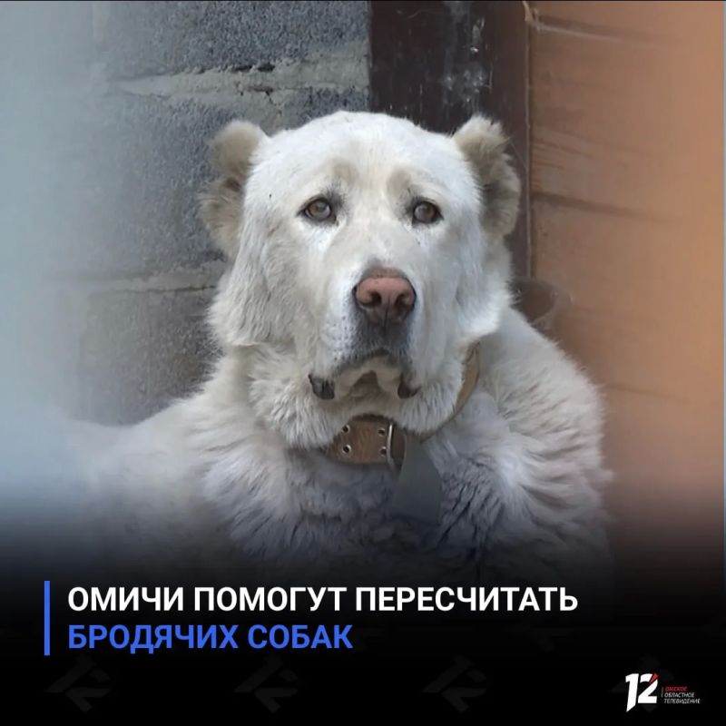 Омичи помогут пересчитать бродячих собак