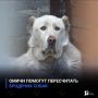 Омичи помогут пересчитать бродячих собак