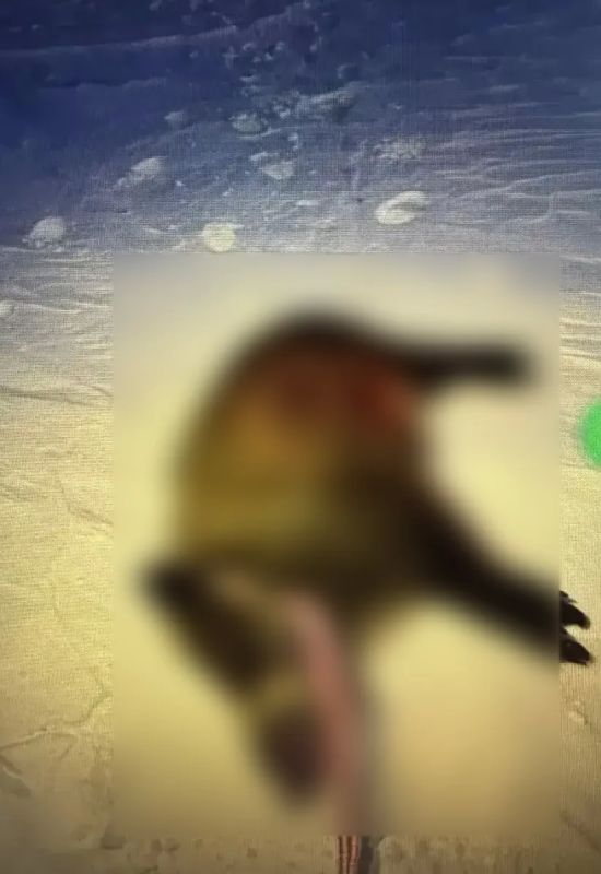 Прокуратура Полтавского района Омской области направила в суд уголовное дело о незаконной охоте на кабана