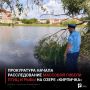 Прокуратура начала расследование массовой гибели птиц и рыбы на озере «Кирпичка»