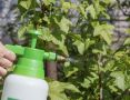 Обработка смородины после сбора урожая: как защитить кусты от вредителей без химии