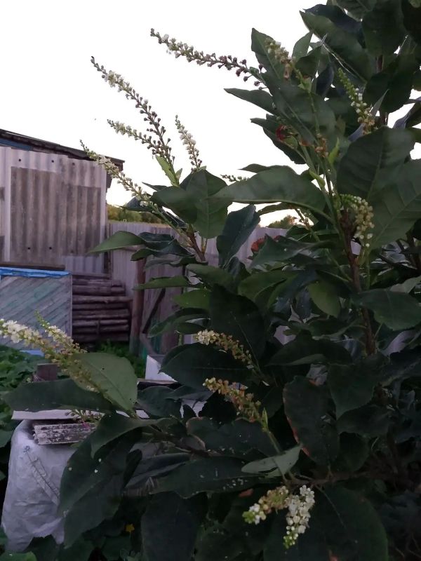 Чудо природы: в Марьяновском районе второй раз за сезон зацвела черёмуха Чудо природы: в Марьяновском районе второй раз за сезон зацвела черёмуха