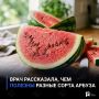 Врач рассказала, чем полезны разные сорта арбуза