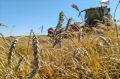 100 тысяч тонн зерна: уборочная в Омской области идёт по плану
