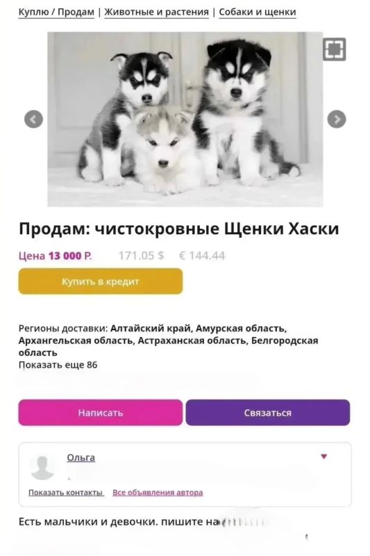 Пёс-призрак: омичка отдала 66 000 рублей за несуществующего хаски