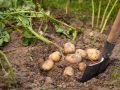 Как правильно подкапывать картошку: секреты для вкусного и долгого хранения