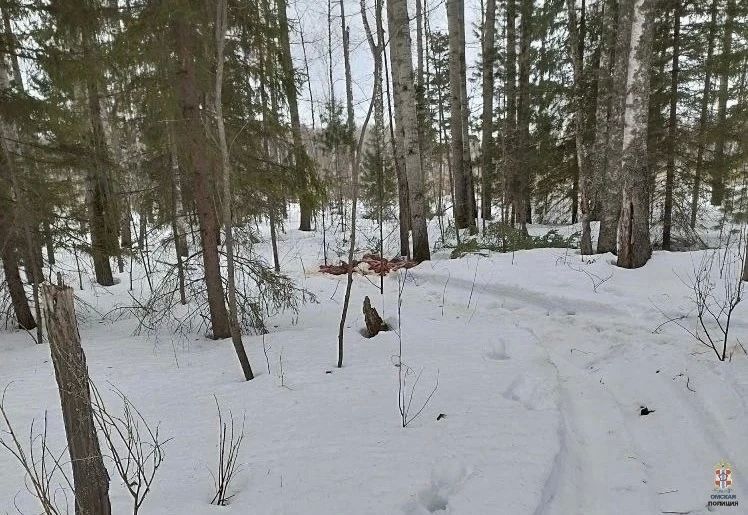 Вступил в силу приговор за незаконную охоту на двух лосей Вступил в силу приговор за незаконную охоту на двух лосей