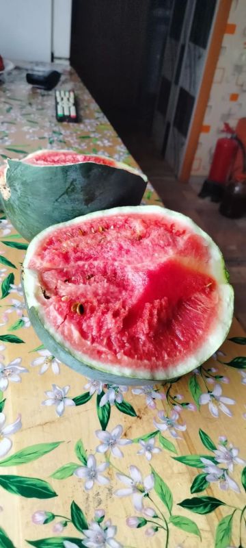 Вот такие вкусные, сочные, сладкие арбузы уродились в этом году у Светланы Бенке Вот такие вкусные, сочные, сладкие арбузы уродились в этом году у Светланы Бенке