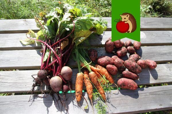 Когда лучше убирать свеклу и морковь, чтобы они дольше хранились?