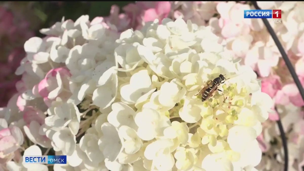 В Омск вернется жара. Сегодня, 26 августа, и завтра, 27 августа, в регионе будет очень тепло
