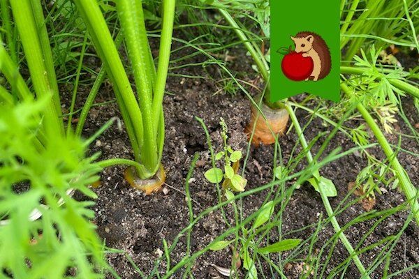Как продлить срок хранения моркови: советы на август