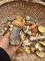 Опята пошли! Омичи уже делятся первыми корзинками
