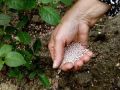 Как ухаживать за розами весной: секреты здоровья и красоты