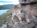 Снежный барс устроил фотосессию у скалы
