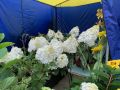 Определены сроки проведения ярмарки «Золотая осень»