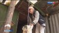 Владельцы в Омской области кур ринулись регистрировать своих птиц