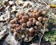 В омских лесах начался сезон осенних опят